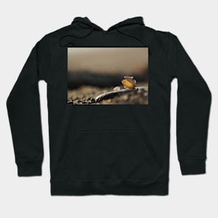 Seashell at the Beach Hoodie